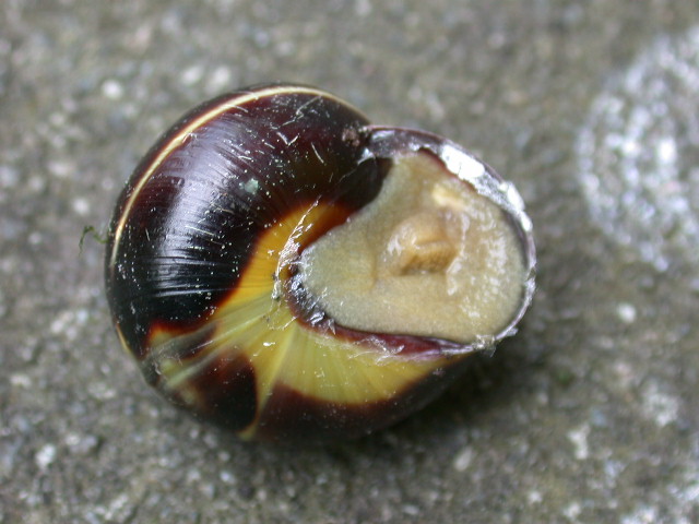 Cepaea (Cepaea) nemoralis (Linnaeus, 1758)